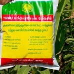 மக்காச்சோள சாகுபடியில் மகசூலைப் பெருக்க ’மக்காச்சோள மேக்சிம்’!