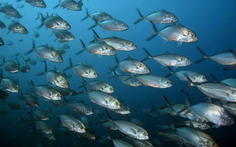 பயன்கள் மிகுந்த மீன்கள்! 1 பயன்கள் மிகுந்த மீன்கள்!