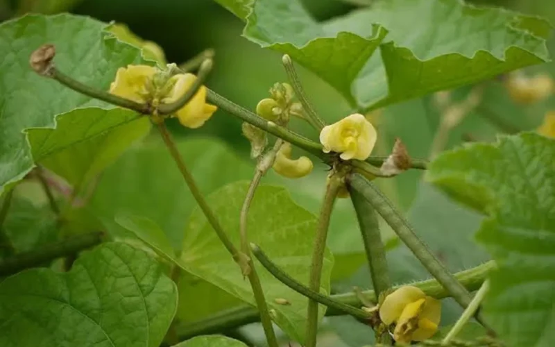 சித்திரையில் விளையும் வம்பன் 4 பச்சைப் பயறு! 1 சித்திரையில் விளையும் வம்பன் 4 பச்சைப் பயறு!