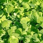 வெந்தயக்கீரை சாகுபடி!