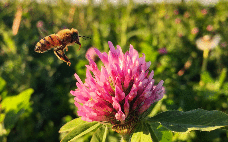 வேளாண்மையில் தேனீக்களும் அவற்றின் வகைகளும்!