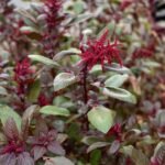 தானியக்கீரை சாகுபடி!