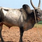 பொலிக் காளைகளுக்குத் தாதுப்புகளின் அவசியம்!