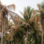 தென்னையின் தண்டு மற்றும் வேரைத் தாக்கும் நோய்கள்!