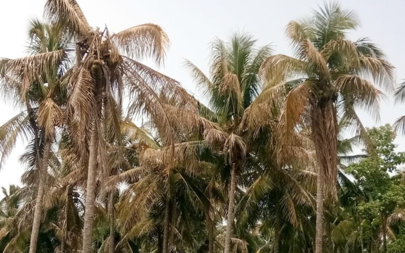 தென்னையின் தண்டு மற்றும் வேரைத் தாக்கும் நோய்கள்! 1 தென்னையின் தண்டு மற்றும் வேரைத் தாக்கும் நோய்கள்!