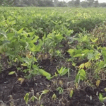 பயிர்க் காப்பீட்டுத் தொகையைப் பிரதமருக்கு திருப்பி அனுப்பிய விவசாயி!