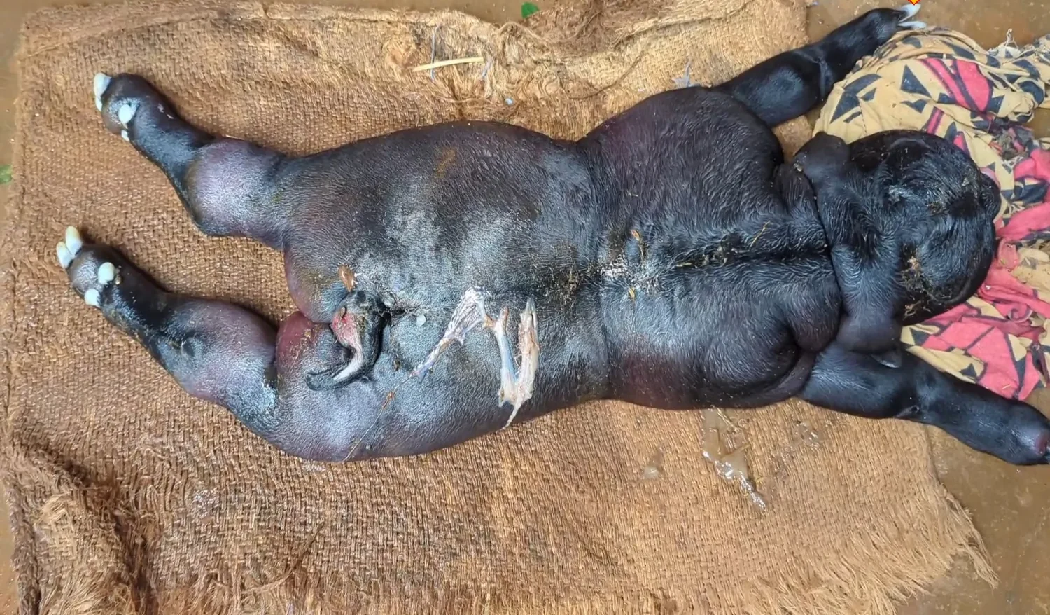 மனித முகம் போல பிறந்த ஆட்டுக்குட்டி - ஊர்வாசிகள் அதிர்ச்சி! 2 மனித முகம் போல பிறந்த ஆட்டுக்குட்டி - ஊர்வாசிகள் அதிர்ச்சி!