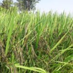 கறுப்புக்கவுனி சாகுபடி!