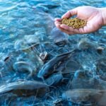 கரிம அமிலம் கலந்த மீன் தீவன உற்பத்தி!