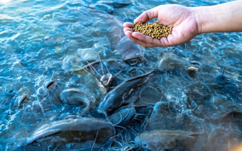 கரிம அமிலம் கலந்த மீன் தீவன உற்பத்தி!