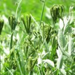 இராகி சாகுபடி நுட்பங்கள்!