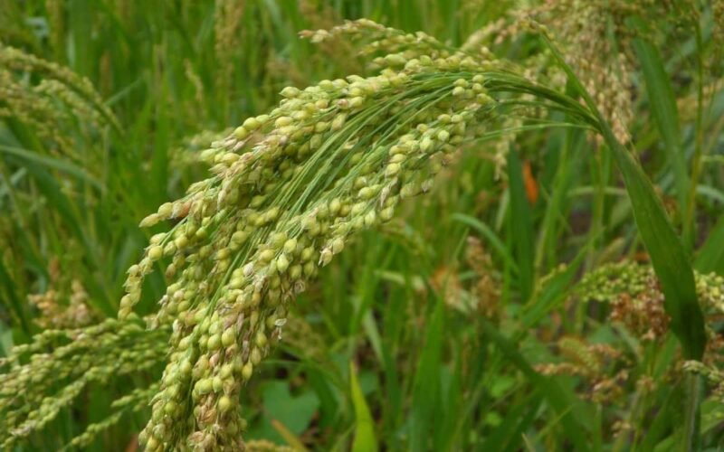 சாமை சாகுபடி!