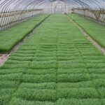 நெல் விதை உற்பத்தியில் தட்டு நாற்றங்கால் தயாரிப்பும் பராமரிப்பும்!