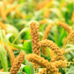 தினையில் அதிக விளைச்சலுக்கான உத்திகள்!