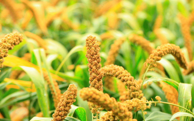 தினையில் அதிக விளைச்சலுக்கான உத்திகள்!