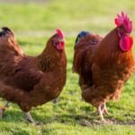 வனராஜா கோழிகள்!