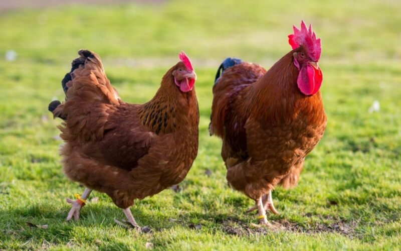 வனராஜா கோழிகள்!