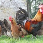 கிரிராஜா கோழிகள்!