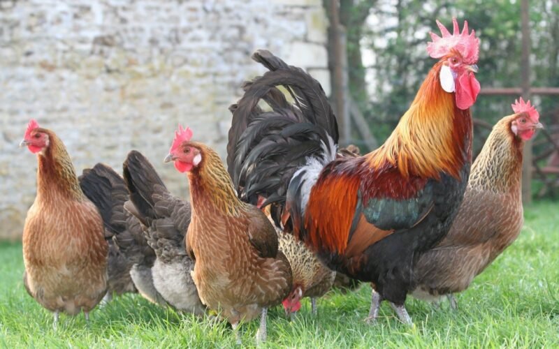 கிரிராஜா கோழிகள்!