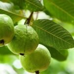 கொய்யா விலை வீழ்ச்சியால் விவசாயிகள் கவலை!