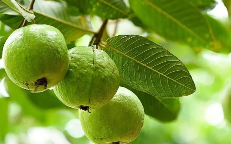 கொய்யா விலை வீழ்ச்சியால் விவசாயிகள் கவலை! 1 கொய்யா விலை வீழ்ச்சியால் விவசாயிகள் கவலை!