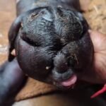 மனித முகம் போல பிறந்த ஆட்டுக்குட்டி - ஊர்வாசிகள் அதிர்ச்சி!