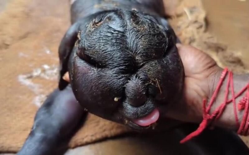 மனித முகம் போல பிறந்த ஆட்டுக்குட்டி - ஊர்வாசிகள் அதிர்ச்சி! 1 மனித முகம் போல பிறந்த ஆட்டுக்குட்டி - ஊர்வாசிகள் அதிர்ச்சி!