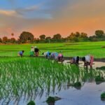 நெல் சாகுபடியில் நுண்ணுயிர் உரங்களின் பயன்பாடு!