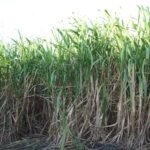 கரும்புக்கு இரும்பு மற்றும் துத்தநாகத்தின் அவசியம்!