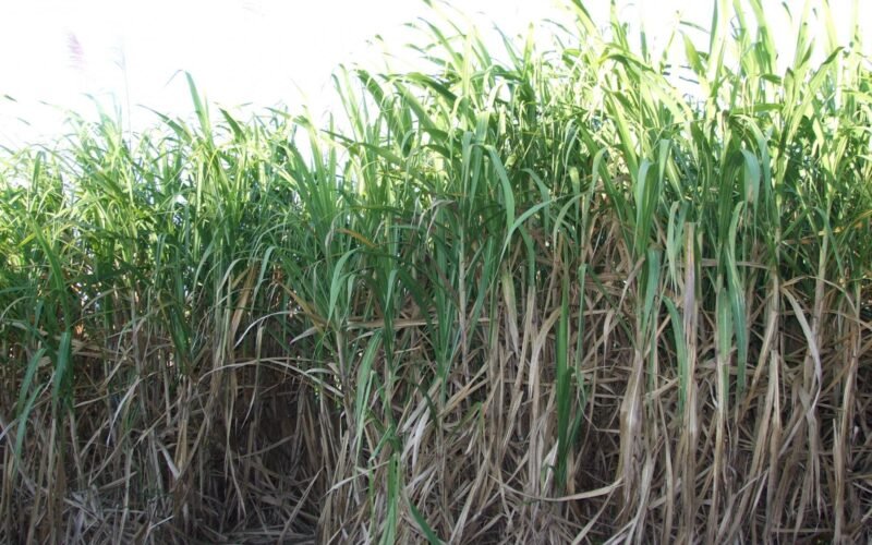 கரும்புக்கு இரும்பு மற்றும் துத்தநாகத்தின் அவசியம்!