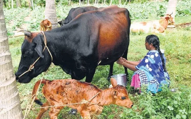 சுத்தமான பால் உற்பத்தியில் மடியின் பங்கு! 1 சுத்தமான பால் உற்பத்தியில் மடியின் பங்கு!