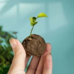 விதைப் பந்துகள் தயாரிப்பு!