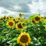 இயற்கை வேளாண்மை முறையில் சூரியகாந்தி சாகுபடி!