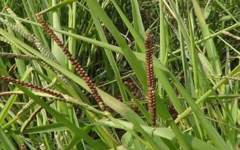 வரகு சாகுபடி முறை! 1 வரகு சாகுபடி முறை!