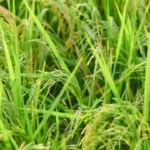 வரப்புக் குடஞ்சான்!