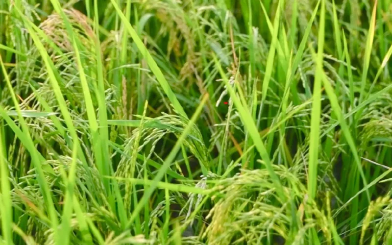 வரப்புக் குடஞ்சான்!