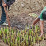 வெட்டிவேர் சாகுபடி!