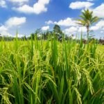 அறுபதாம் குறுவை!