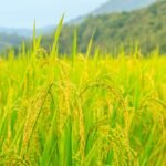 அறுபதாம் சம்பா!