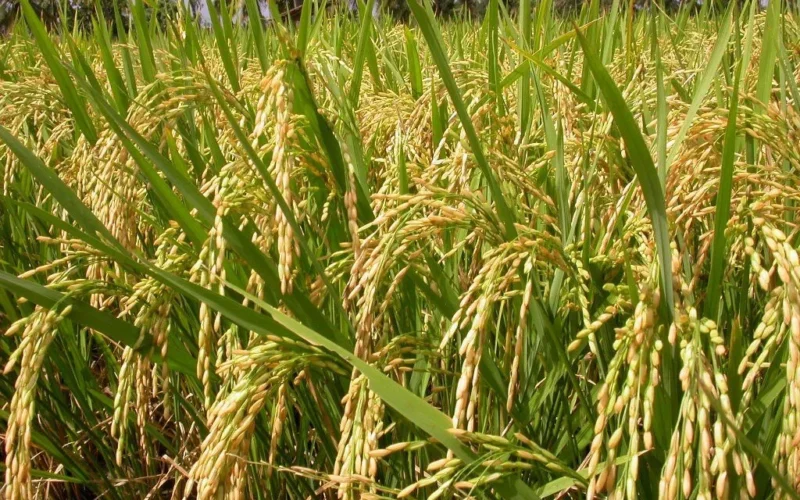 ஆத்தூர் கிச்சலி சம்பா!