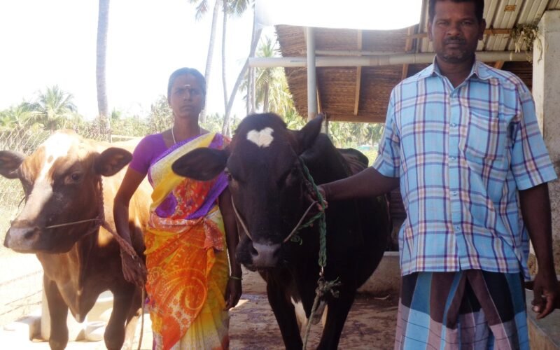 "எங்களைக் காக்கும் கறவைப் பசுக்கள்!"