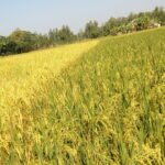 கண்டசாலி நெல்!