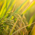 காட்டுப் பொன்னி!