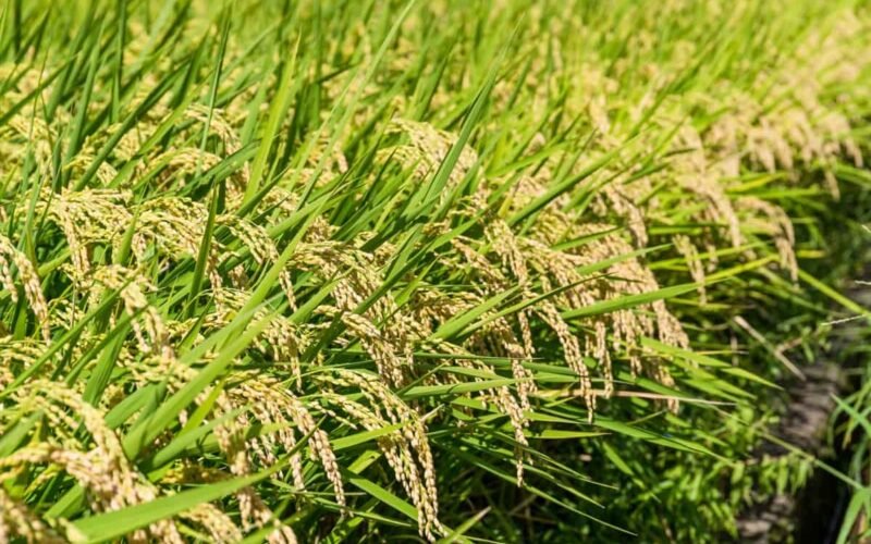 காலா நமக் நெல்! 1 காலா நமக் நெல்!