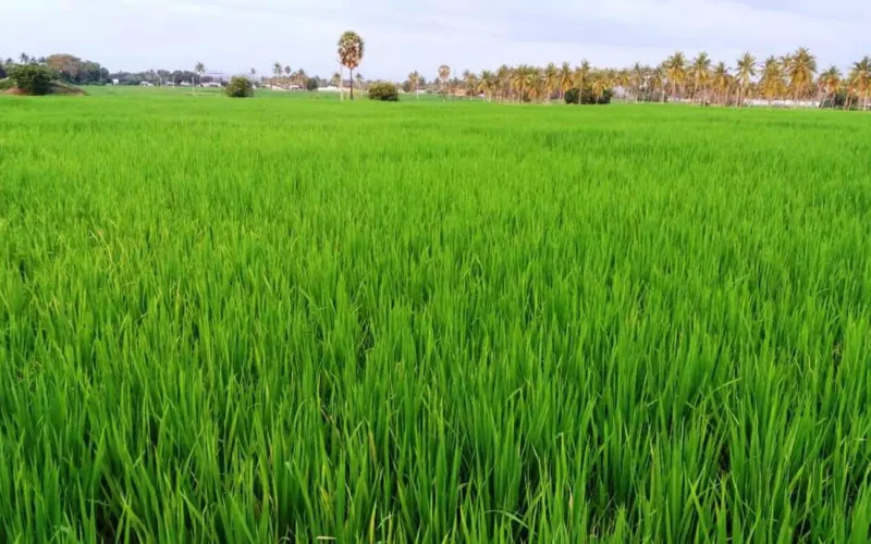 கைவரச் சம்பா நெல்!