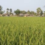 சீரகச் சம்பா!