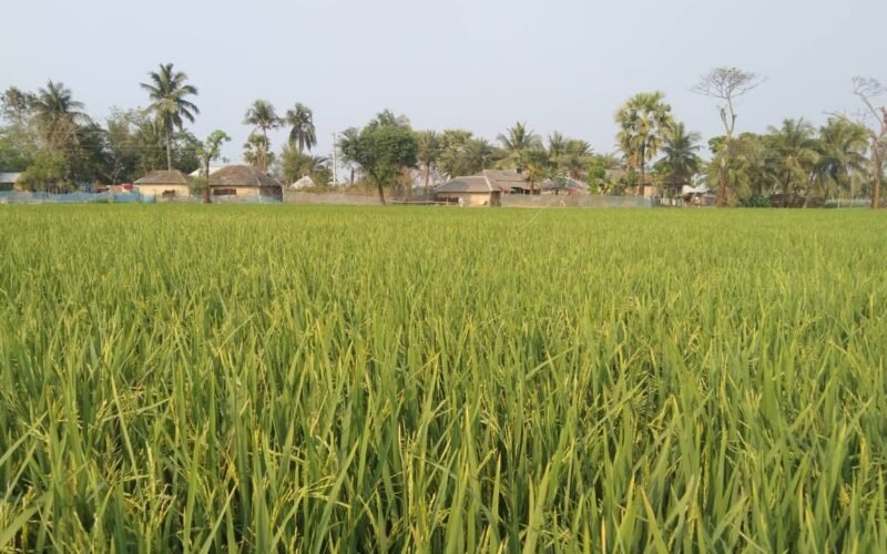 சீரகச் சம்பா! 1 சீரகச் சம்பா!