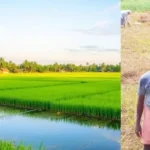 நெல் வகைகள்