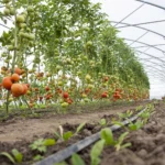 பசுமைக் குடில் பயிர்களை அதிகமாகத் தாக்கும் நூற்புழுக்கள்!