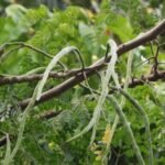 தொழில் துறையிலும் பெரியளவில் பயன்படும் முருங்கை!